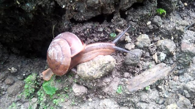 a snail crawling on the ground, rocky