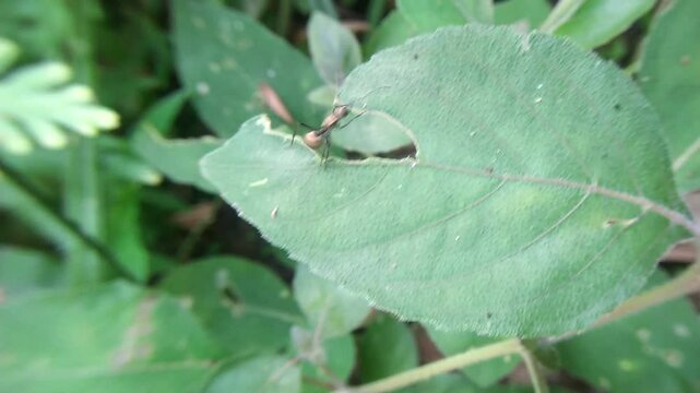 ant on leaf