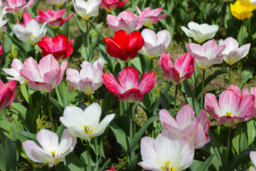 Field of blooming tulips under natural sunlight.