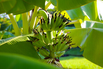 A cluster of green bananas hanging from a banana tree