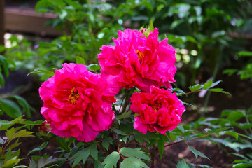 Blooming paeonia flowers in a peaceful Japanese garden.