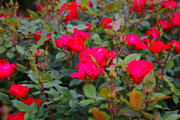 A beautiful rose bush in a public park in Japan