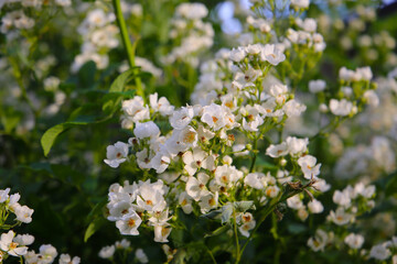 Wild white rose in Japanese garden
