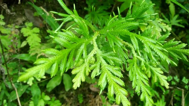 bush leaves, waving, blown by the wind
