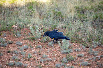Crow in a wild Wyoming prairie