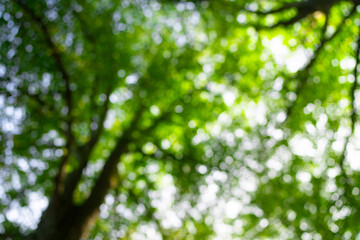 Blur natural green leaves bokeh background. Green bokeh on nature background. Green leaf at summer. Natural green leaves as spring background. Environment greenery wallpaper.