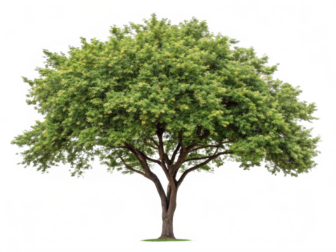 Indian gooseberry tree png amla fruit tree png tropical medicinal tree png deciduous fruit tree png native Indian tree png transparent background image