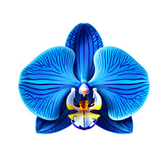 Obraz premium Vibrant blue orchid with dark blue stripes and yellow center isolated on a transparent background