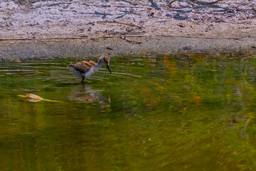 Black-winged stilt in the beach of a lake
