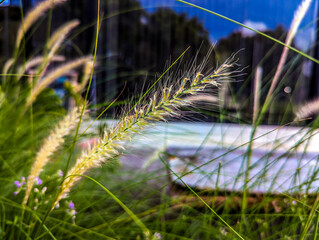 the weeds are blown away by the wind in the beat of a cafe