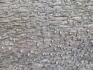 Rough Tree Bark Texture with Natural Imperfections