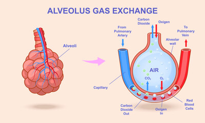 Alveolar gas exchange. Educational medical infographics with alveoli of lungs and capillaries in which oxygen and carbon dioxide exchange occurs. Process of breathing. Cartoon flat vector illustration