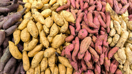 Colorful assorted sweet potatoes stacked in rows, featuring purple, yellow, and red varieties in a market display.