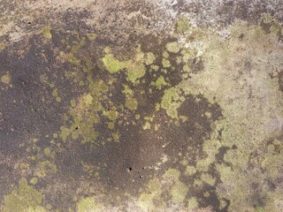 Weathered Concrete Surface with Green Moss and Lichen