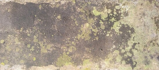 Weathered Concrete Surface with Green Moss and Lichen