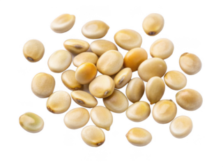 Lupine seeds png lupin flower seeds png lupine seed closeup png agricultural seed png flowering plant seeds png transparent background image