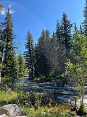 forest in the mountains