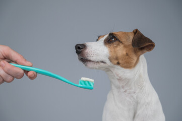The owner offers the Jack Russell Terrier to brush her teeth. The dog licks the toothpaste. 