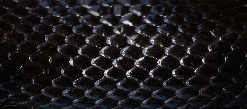 Macro scaly snake skin. Snake scale pattern. Black snake scales. Close-up of snakeskin scales. Exotic reptilian pattern. Leathery snake texture. Snakes scales detailed reptilian texture.