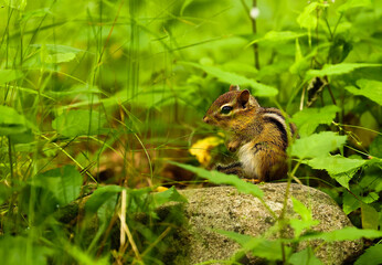chipmunk in the grass