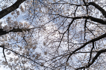 Cherry Blossoms from Below③