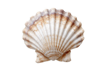 A shell with a brown and white pattern