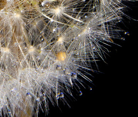 Obraz premium Dandelions closeup