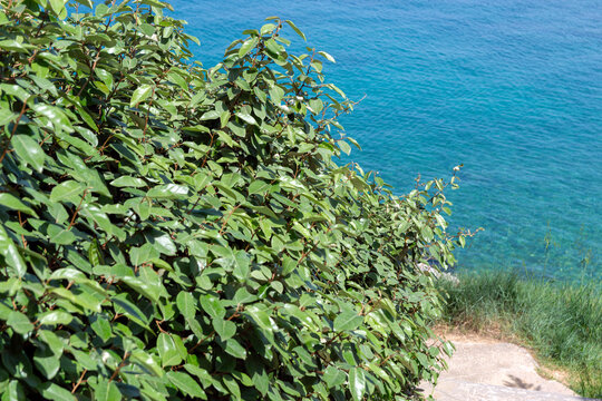 Elaeagnus &times; submacrophylla or phillyrea latifolia Wild Mediterranean shrub on rocky Adriatic coast, Croatia. Background, copy space