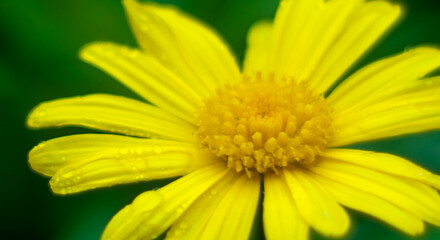 close up of yellow flower