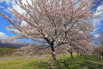 Fototapeta premium 最上川の桜堤