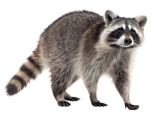 Fototapeta premium Raccoon png wild animal png forest animal png masked animal png nocturnal animal png small mammal png transparent background image