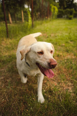 Labrador retriever