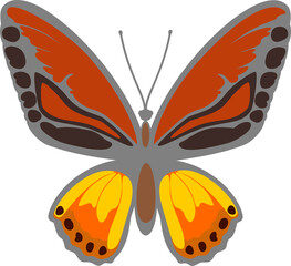butterfly vector illustration