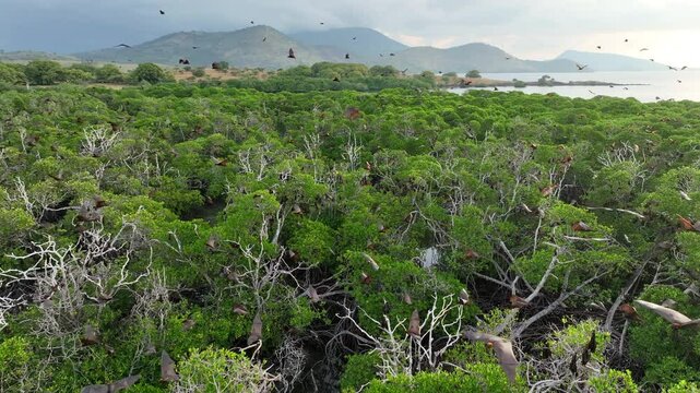 Sunda fruit bats, Acerodon mackloti, fly over an extensive mangrove forest on an island near Flores where their colony roosts. These large bats are considered a vulnerable species by the IUCN.