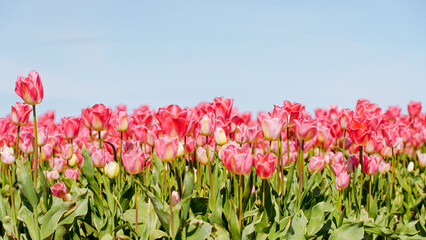 Close-up of Pink Tulips in Spring Sunshine