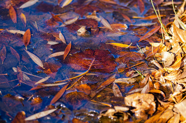 Brown leaves on a puddle