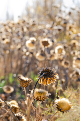 close up of a dry thistle flower