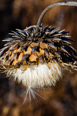 close up of a dry thistle flower