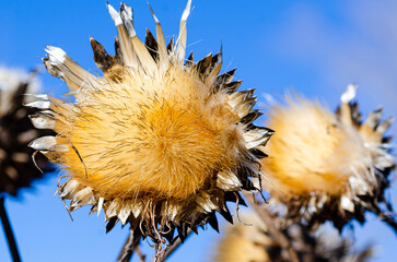 close up of a dry thistle flower