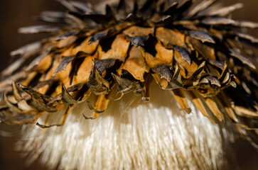 close up of a dry thistle flower