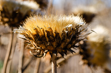 close up of a dry thistle flower