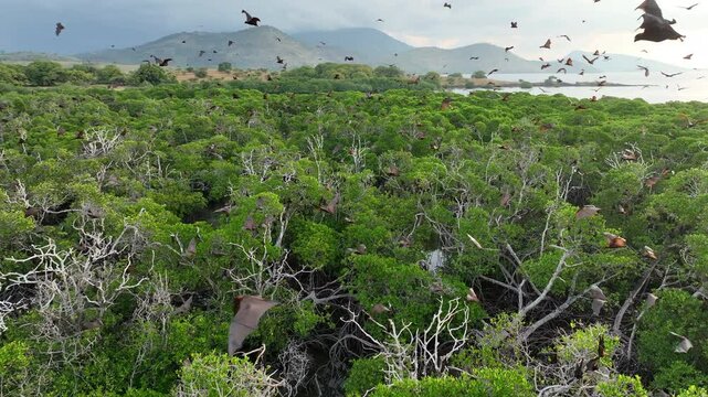 Sunda fruit bats, Acerodon mackloti, fly over an extensive mangrove forest on an island near Flores where their colony roosts. These large bats are considered a vulnerable species by the IUCN.