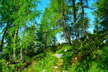 Mountain larch (Larix decidua) coniferous forest