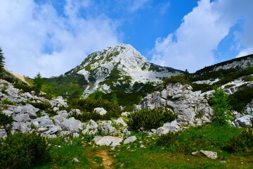 View of Draški Vrh mountain peak and limestone rock and mugo pine at a meadow bellow in Julian alps, Gorenjska, Slovenia