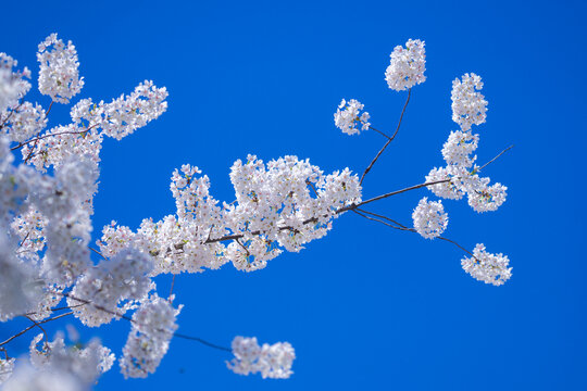 Flowering tree branch with white flowers. Spring background. Blooming tree branches white flowers and blue sky background, close up. Cherry blossom, sakura garden, spring orchard, spring sunny day.