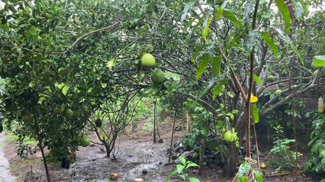 Raining on daylight, with green oranges attached on trees