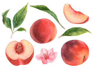 Handmade watercolor large set of peaches, nectarines. Botanical set with flowers, leaves and fruits.