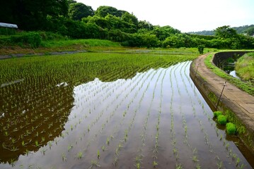A rice paddy after planting rice. The price of rice, the staple food of the Japanese people, has...