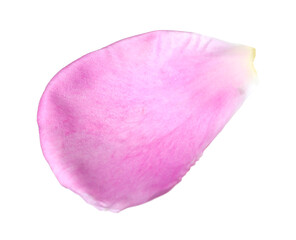 One beautiful peony petal isolated on white