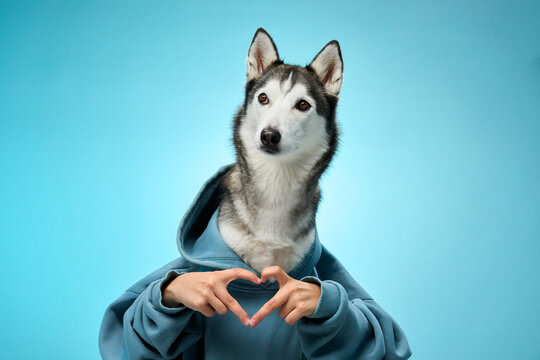 A Siberian Husky wearing a hoodie forms a heart gesture with its paws and gazes lovingly against a blue background. The image captures the dog's affectionate and playful personality.